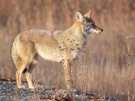Koyote .